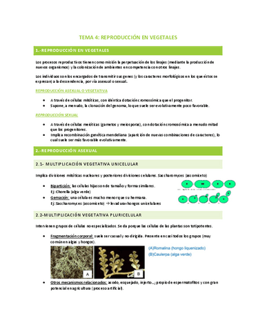 TEMA-4-NIVELES-MORFOLOGICOS-DE-ORGANIZACION.pdf