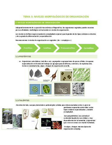 TEMA-5-NIVELES-MORFOLOGICOS-DE-ORGANIZACION.pdf