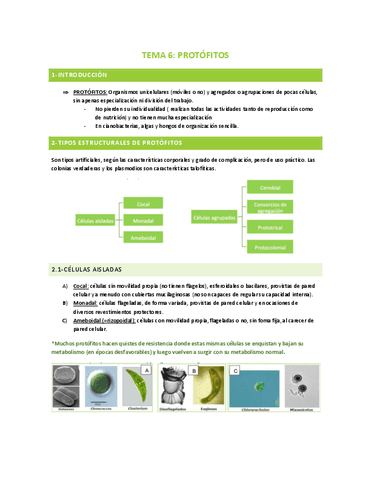 TEMA-6-PROTOFITOS-EUCARIOTAS.pdf
