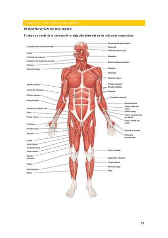 Tema-3-anatomia.pdf