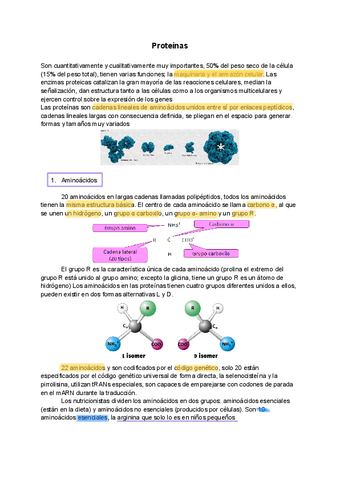 Tema-enzimas.pdf