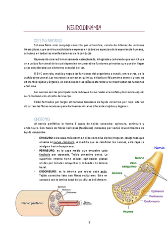 Neurodinamia.pdf