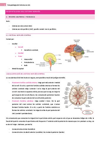 Introduccio-a-la-fisiopatologia-del-sistema-nervios.pdf