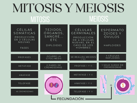 Mitosis-y-Meiosis.pdf