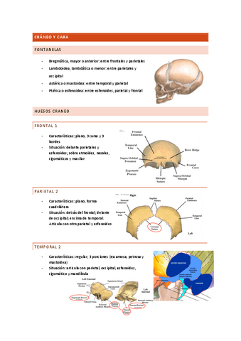 APUNTES-ANATOMIA-2.pdf