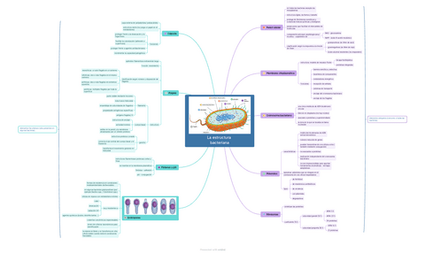 Esquema la estructura bacteriana | U2 - Técnicas de visualización de bacterias.pdf