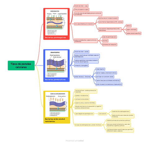 Esquema tipos de paredes celulares | U2 - Técnicas de visualización de bacterias.pdf