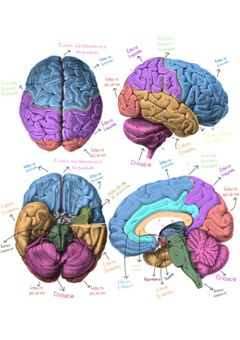 SN-cerebro-compelto.pdf