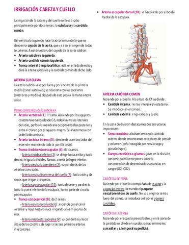5.-Irrigacion-cabeza-y-cuello.pdf