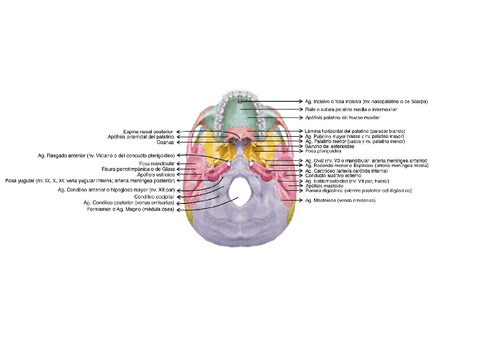 Exocraneo.pdf