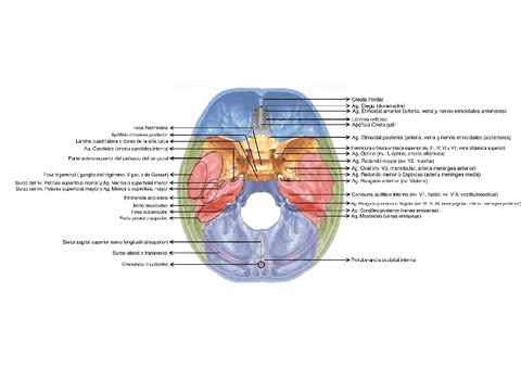 Endocraneo.pdf