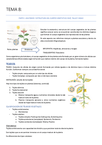 TEMA-8-Apuntes.pdf