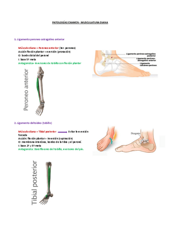 Reeducacion-propioceptiva-patologias-examen.pdf