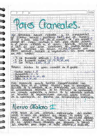 Pares-Craneales.pdf