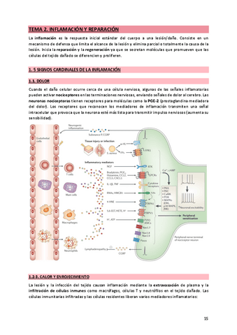 2. Inflamación y reparación.pdf