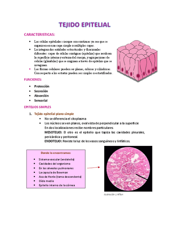 EPITHELIAL-TISSUE.pdf