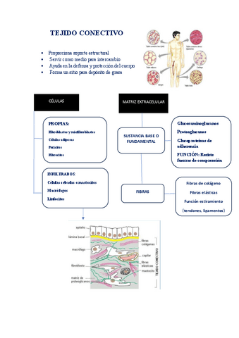 Tejido-conectivo.pdf