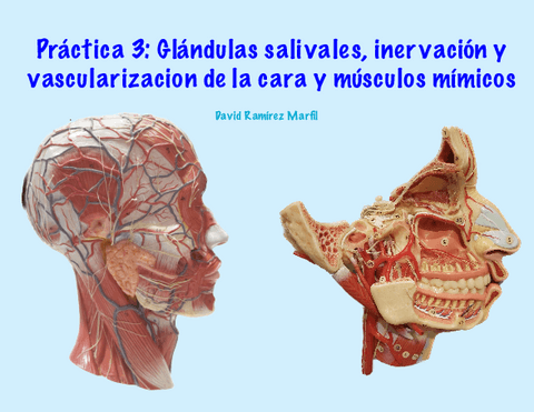 Practica-3.-Glandulas-salivales-inervacion-y-vascularizacion-de-la-cara-y-musculos-mimicos.pdf