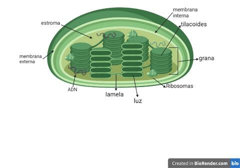 cloroplasto.png