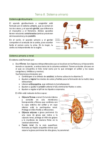 Tema-8.-Sistema-urinario.pdf
