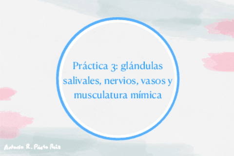 Practica-3-Glandulas-Salivares-Musculos-Mimicos-Nervios-Y-Vasos-De-La-Cara.pdf