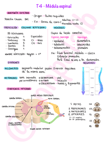 T4-Medula-Espinal.pdf