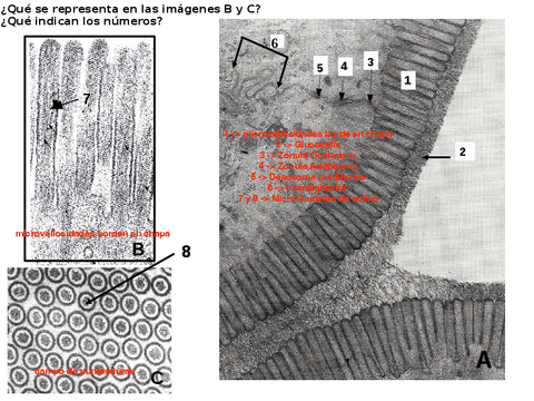 Seminario-de-biologia-celular-e-histologia-vegetal-completo-2023.pdf