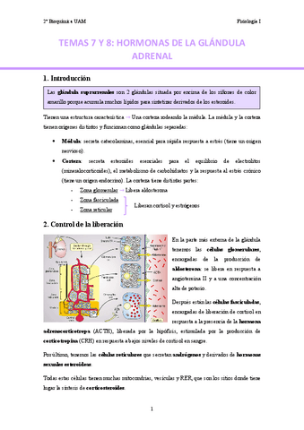 TEMAS-7-y-8.-Hormonas-de-la-glandula-adrenal..pdf