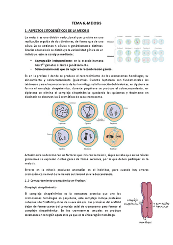 Tema 6.-Meiosis.pdf