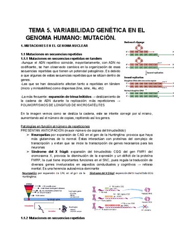 TEMA-5.VARIABILIDAD-GENETICA-EN-EL-GENOMA-HUMANO-y-MUTACION.pdf