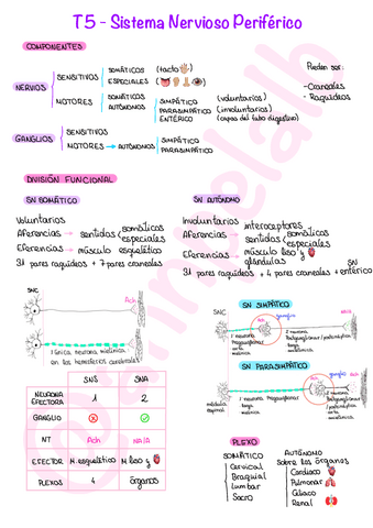 T5-Sistema-Nervioso-Periferico.pdf