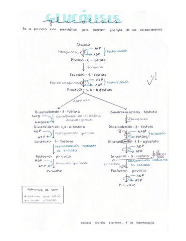 A03-Glucolisis.pdf