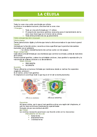 APUNTES-TEMA-1-LA-CELULA.pdf