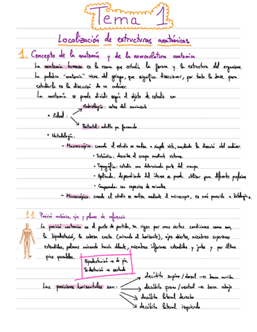 Apuntes-Anatomia-T1.pdf