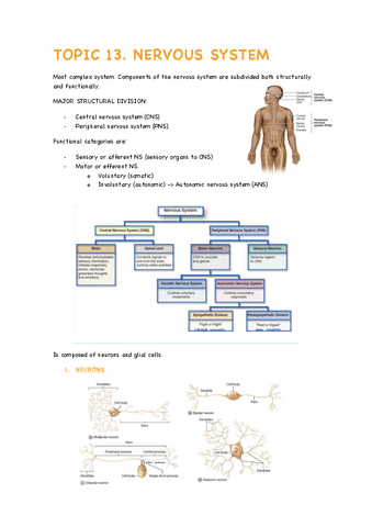 TOPIC-13-Nervous-system.pdf
