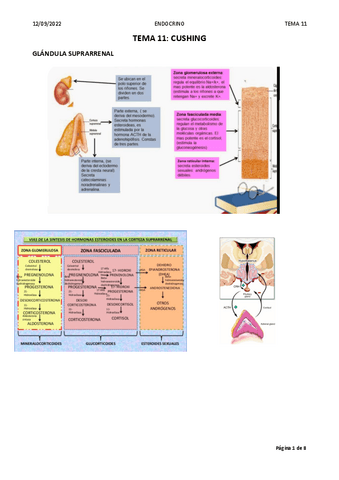 T1-Cushing.pdf