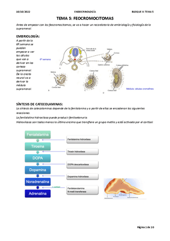 TEMA-5-BLOQUE-II-ENDORCRINO.pdf
