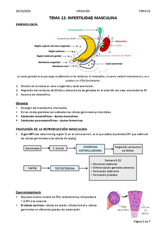 TEMA-12-INFERTILIDAD-MASCULINA.pdf