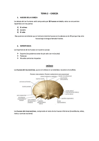 TEMA-2-CABEZA.pdf