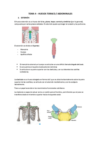 TEMA-4-TORACO-ABDOMINAL.pdf