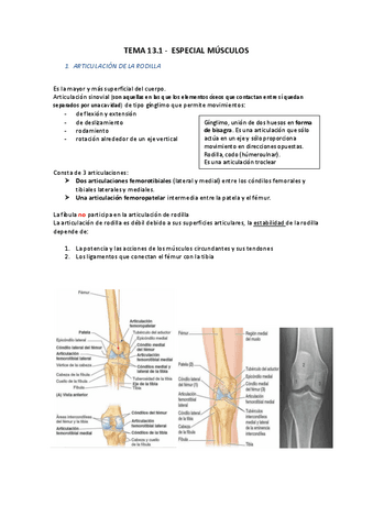 TEMA-13.pdf