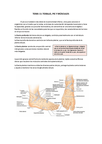 TEMA-11.pdf