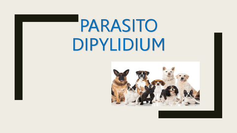 Parasito-dipylidium-2.pdf