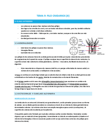 TEMA-9-Filo-cnidarios-II.pdf