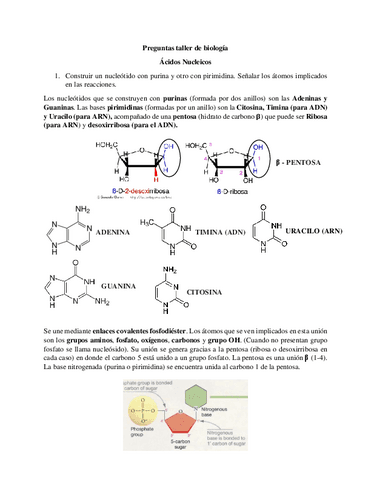Preguntas-acidos-nucleicos-taller.pdf