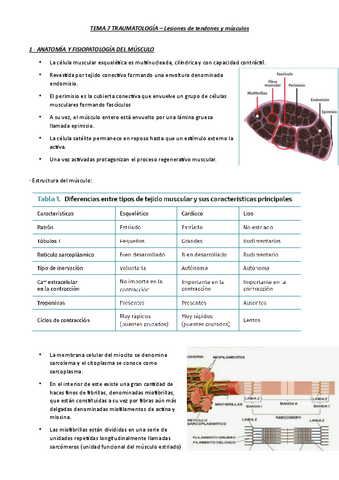 TEMA-7-TRAUMATOLOGIA-alex-lesiones-musculos-y-tendones.pdf
