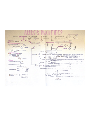 Esquema-ac.nucleicos.pdf