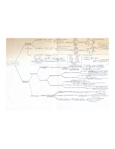 Esquema-glucidos.pdf