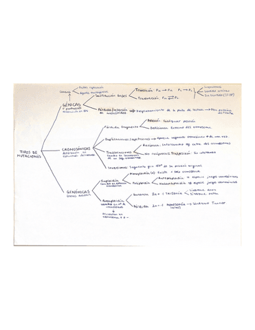 Tipos-de-mutaciones.pdf