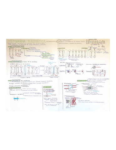 Esquema-mem.-plasmatica.pdf